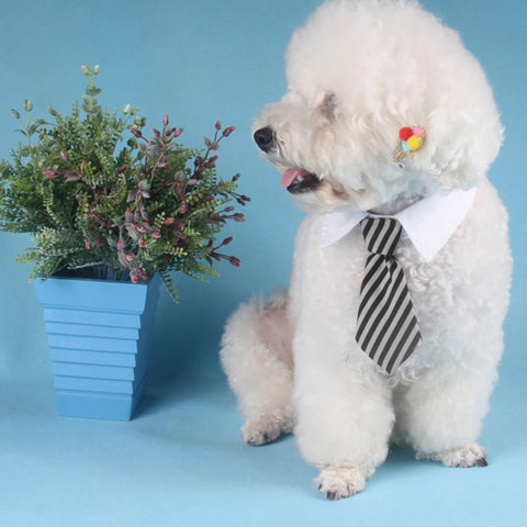 Formal Necktie Collar